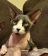 Sphynx Cats for sale in West Chester Township, OH, USA. price: $750
