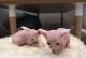 Sphynx Cats for sale in Los Angeles, CA, USA. price: $400