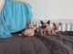 Sphynx Cats for sale in Los Angeles, CA, USA. price: $500