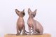 Sphynx Cats for sale in Los Angeles, CA, USA. price: $300