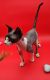 Sphynx Cats for sale in Warsaw, MO 65355, USA. price: $1,500