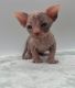 Sphynx Cats for sale in Charlotte, NC, USA. price: NA