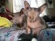 Sphynx Cats for sale in Bethlehem, PA 18018, USA. price: $2,000