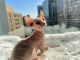 Sphynx Cats for sale in Arlington, VA, USA. price: $2,800