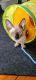 Sphynx Cats for sale in New Philadelphia, OH 44663, USA. price: $2,000