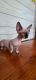 Sphynx Cats for sale in New Philadelphia, OH 44663, USA. price: $2,000