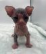 Sphynx Cats for sale in Northern Virginia, VA, USA. price: $950