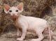 Sphynx Cats for sale in Westerville, OH 43082, USA. price: $300