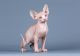 Sphynx Cats for sale in Holland, PA 18966, USA. price: $300