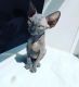 Sphynx Cats for sale in Vancouver, BC, Canada. price: $800