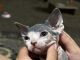 Sphynx Cats for sale in Fort Collins, Colorado. price: $1,000