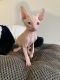 Sphynx Cats for sale in Richmond, Virginia. price: $550