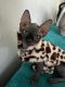 Sphynx Cats for sale in Jacksonville, FL, USA. price: $1,000