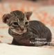 Sphynx Cats for sale in Bennett, CO 80102, USA. price: $2,000