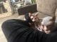 Sphynx Cats for sale in Houston, Texas. price: $3,500