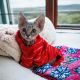 Sphynx Cats for sale in Tolland, CT 06084, USA. price: NA