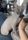 Sphynx Cats for sale in Boonville, Missouri. price: $1,100