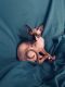 Sphynx Cats for sale in Spring, Texas. price: $1,750