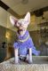 Sphynx Cats for sale in El Paso, Texas. price: NA