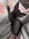 Sphynx Cats for sale in Richmond, Virginia. price: $573