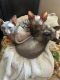 Sphynx Cats for sale in Billings, Montana. price: $541