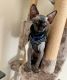 Sphynx Cats for sale in Minneapolis, Minnesota. price: $582