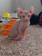 Sphynx Cats for sale in Houston, Texas. price: $1,800