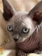 Sphynx Cats for sale in Kearny, AZ 85137, USA. price: $1,100