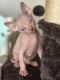Sphynx Cats for sale in Ormond Beach, Florida. price: $1,700