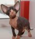 Sphynx Cats for sale in Manchester, NH, USA. price: NA