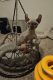 Sphynx Cats for sale in Houston, Texas. price: $2,000