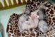 Top Quality Sphynx Kittens