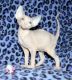 Sphynx Cats for sale in Bakersfield, VT, USA. price: NA