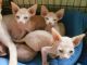 Sphynx Cats for sale in Fayston, VT, USA. price: NA
