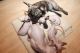 Sphynx Cats for sale in . price: NA