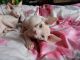 Sphynx Cats for sale in Richmond, VA, USA. price: NA