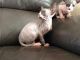 Sphynx Cats for sale in San Antonio, TX, USA. price: NA