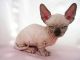 no health problems sphynx kittens available