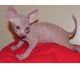 Sphynx Kittens for Free
