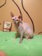 Sphynx Cats for sale in Islamabad, Pakistan. price: NA