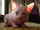 Sphynx Cats for sale in Corona, CA, USA. price: NA