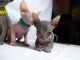 Sphynx Cats for sale in Sacramento, CA, USA. price: $350