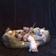 Sphynx Cats for sale in Indianapolis, IN, USA. price: NA