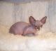 Sphynx Cats for sale in Columbus, GA, USA. price: NA