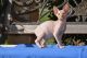Sphynx Cats for sale in Charlotte, NC, USA. price: NA