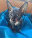 Sphynx Cats for sale in Greenwich, NS B0P, Canada. price: NA