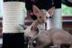 Sphynx Cats for sale in San Antonio, TX, USA. price: NA
