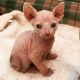 Sphynx Cats for sale in Albuquerque, NM, USA. price: $600