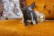 Sphynx Cats for sale in Sacramento, CA, USA. price: $1,500