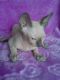 Sphynx Cats for sale in San Jose, CA, USA. price: $400